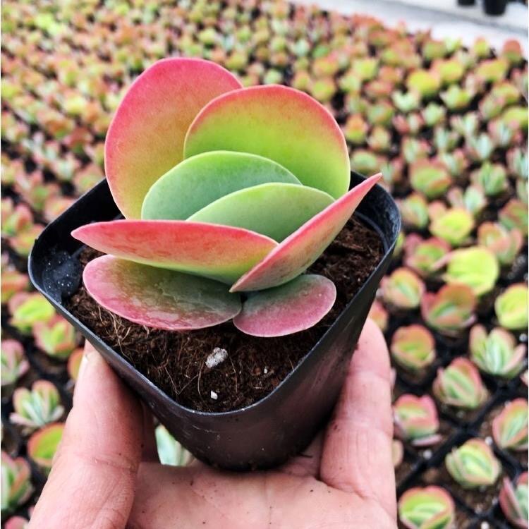 唐印 多肉多肉唐印多肉植物红色肉肉基地盆栽绿植花卉净化防辐