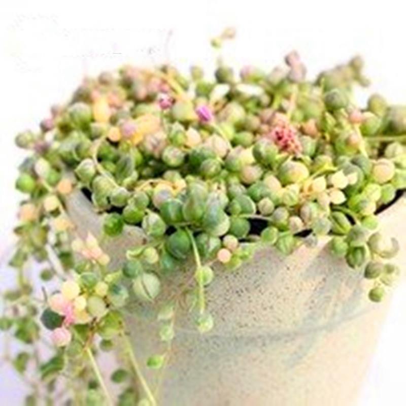 彩色佛珠锦圆佛珠珍珠吊兰多肉植物室内阳台绿植七彩多肉
