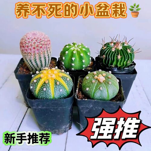 红太阳仙人球组合盆栽红太阳西瓜球多棱玉室内新手好养易活