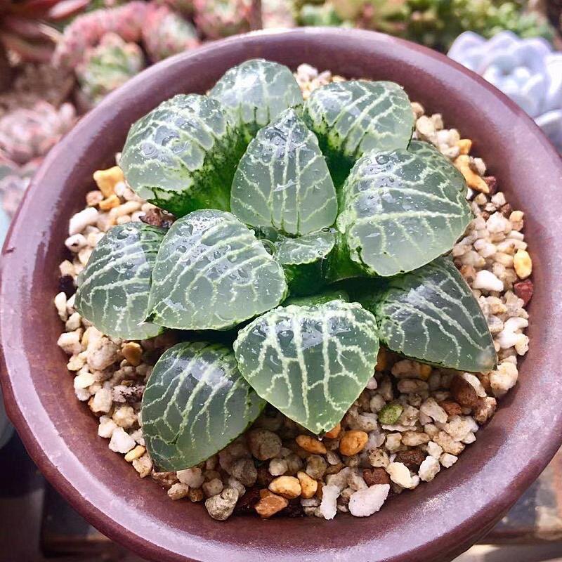 水晶康平101寿精养根壮保品种十二卷多肉植物精品多肉