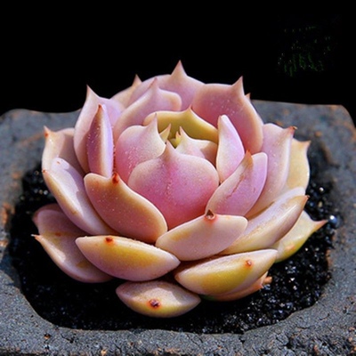 粉色多肉植物露娜莲办公室室内阳台桌面绿植园艺花卉组合盆栽新款