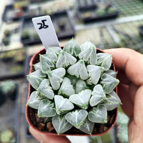 爱心寿 精选大叶变异 瓦苇十二卷 铭品稀有多肉植物