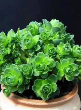 多肉植物【群生山地玫瑰】奇趣进口室内盆栽花卉绿植含盆