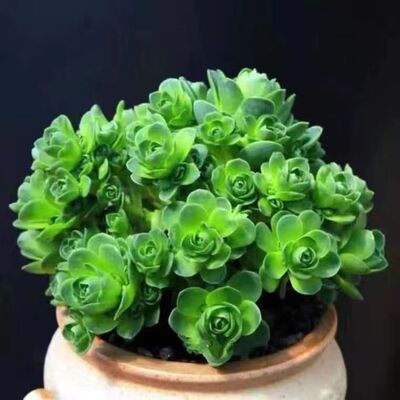 多肉植物【群生山地玫瑰】奇趣进口室内盆栽花卉绿植含盆