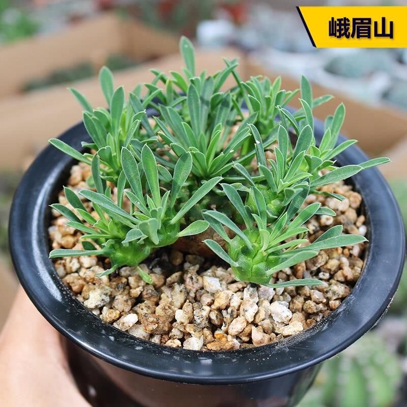 峨眉山大戟科多肉植物稀缺冷门块根绿植花卉小盆栽办公室防辐射