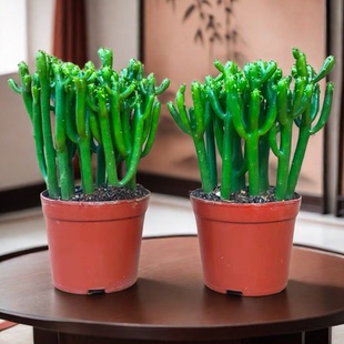 光棍树盆栽 招财棍多肉盆栽室内仙人掌类植物绿珊瑚树易养绿植