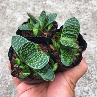 多肉植物多肉组合【子元宝】子宝多肉植物元宝花盆栽