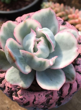 伯克利锦多肉植物多肉伯克利伯克利锦精品多肉状态美肉随机