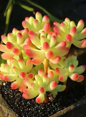果冻乙女心多肉植物盆栽昆明冲冠云南精养新手露养