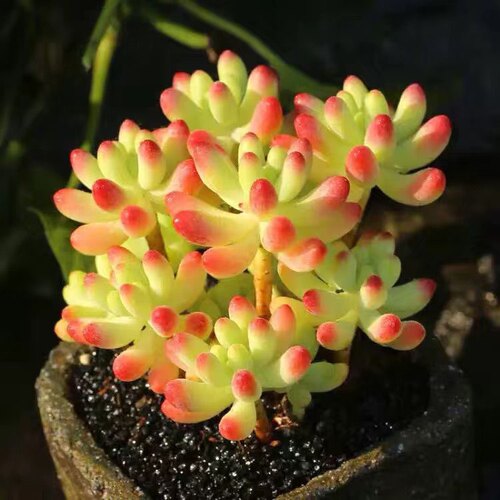 果冻乙女心多肉植物盆栽昆明冲冠云南精养新手露养
