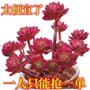 彩色红稚莲多肉小叮当红稚莲老桩群生多肉植物大盆栽室内阳台花卉