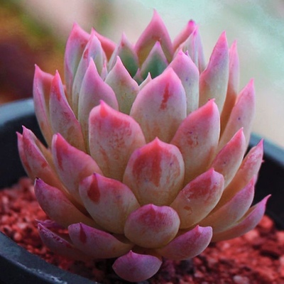 多肉植物紫罗兰女王办公室内阳台桌面绿植园艺花卉组合盆栽萌肉肉