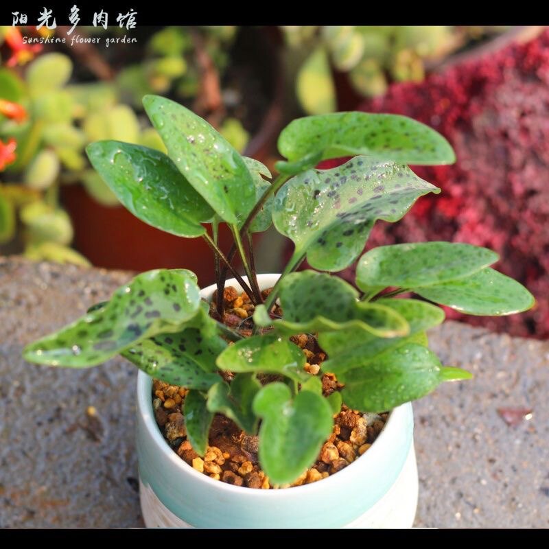 油点百合 开花 多肉植物 净化空气 绿植 花卉 迷你盆栽阳光多肉馆