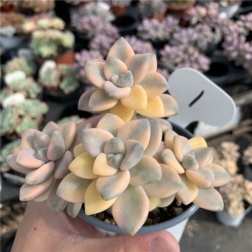 贵货多肉多肉植物美杏锦高端韩货5-7cm单双群生花卉组合盆栽