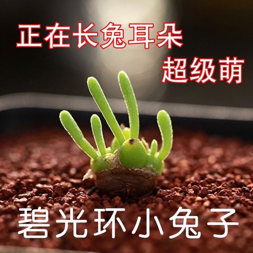 实拍精品番杏科多肉植物小兔子 兔耳朵 碧光环喜阴植物
