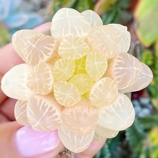 琥珀灯芯玉露多肉植物金黄色灯芯十二卷高档肉肉办公桌室内阳台