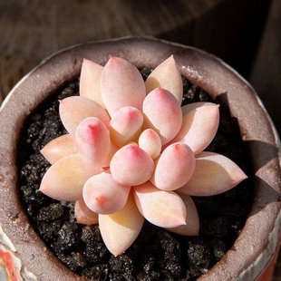 所罗门多肉植物杂交新品多肉小盆栽办公室阳台桌面超萌肉肉花陌派