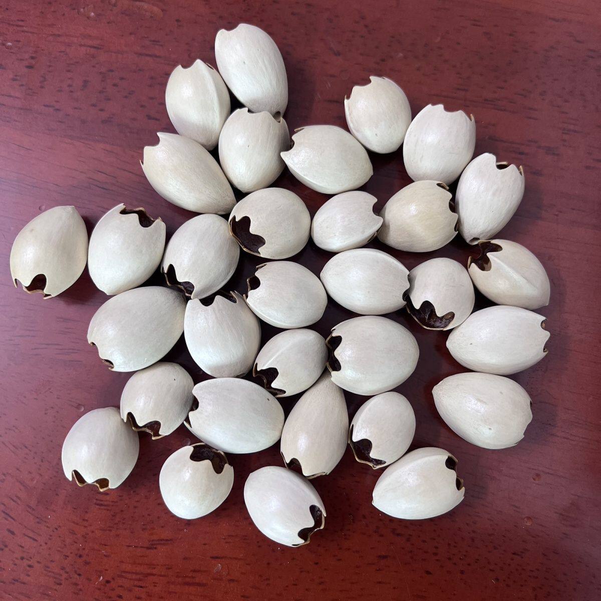 天然银杏果壳花口手摇铃已打孔手工沙龙背包饰品挂件风铃果壳diy