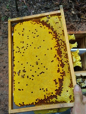 中蜂子脾巢脾空脾蜜蜂脾老脾蜂蜡剿础中蜂蜂群蜂王46脾蜂群产卵脾