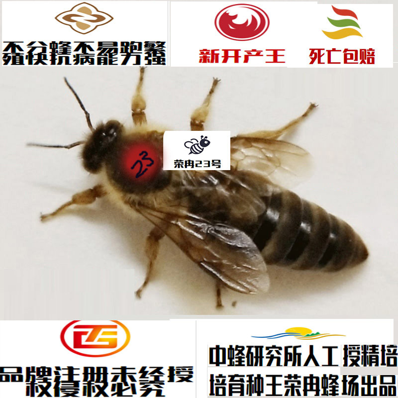 蜂王中蜂王产卵王老王处女王红环王阿坝王双色王活体蜂王包活到手