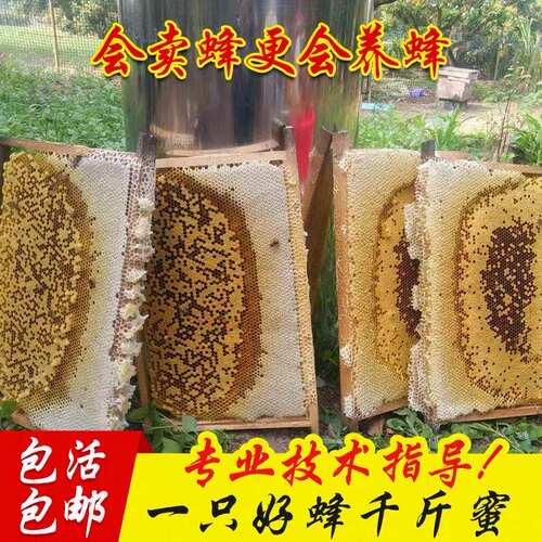中蜂子脾巢脾空脾蜜蜂脾老脾蜂蜡剿础中蜂蜂群蜂王46脾蜂群产卵脾 - 封面