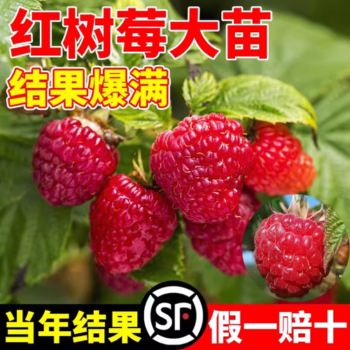 树莓苗双季覆盆子果树苗盆栽地栽南北方种植当年结果红黄黑树莓苗