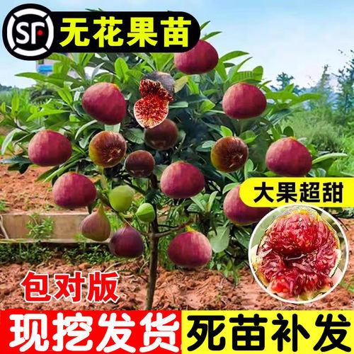 无花果树果苗特大果盆栽地栽波姬红青皮无花果苗树苗南方北方种植