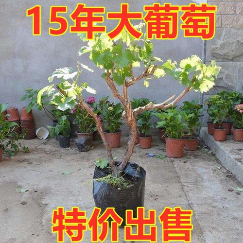 特大阳光玫瑰蓝宝石葡萄树苗果树苗盆栽地栽爬藤南方北方当年结果