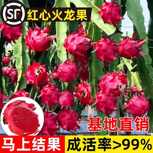 红心火龙果苗盆栽黄肉地栽庭院阳台南方北方种植果树苗当年结果