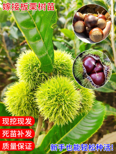 板栗苗树嫁接大红袍承德南北方种植地栽庭院特大板栗树苗果树果苗