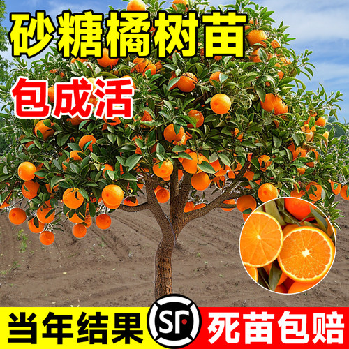 砂糖橘树苗柑橘果苗当年结果盆栽阳台地栽庭院矮化南北方种植耐寒