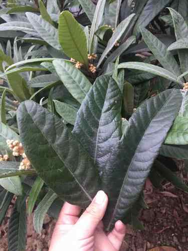 苏州枇杷琵琶叶纯天然孕妇500g