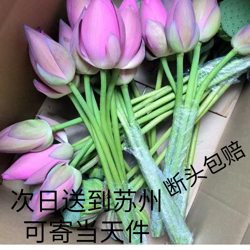 现采荷花带杆子新鲜荷花荷叶发货新鲜莲蓬10支可开发票拜佛活动用