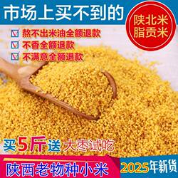 【羊粪种植】新米2025年陕西延安油小米老品种山地香谷米脂5斤