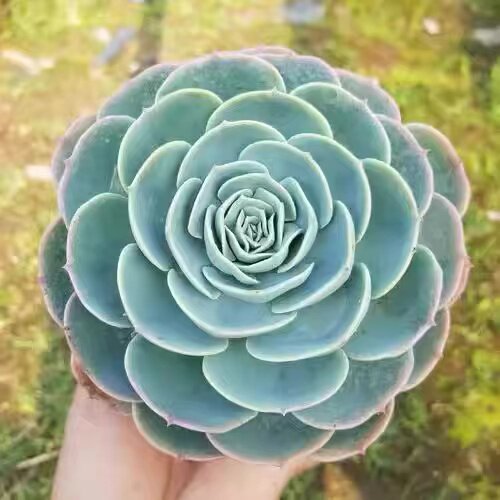 玉蝶锦多肉植物鲁氏锦迷你盆栽肉肉群生多肉皮氏锦佛珠锦伯克利锦