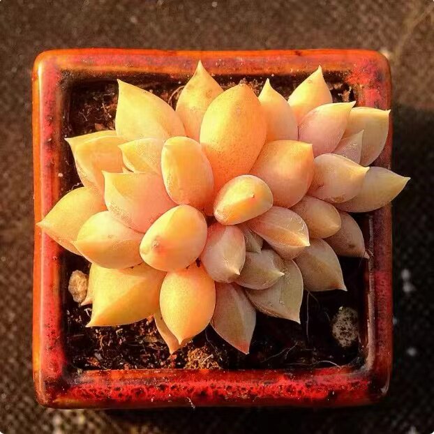 红象牙多肉植物 精控黄金象牙新手室内阳台趣味花卉组合盆栽