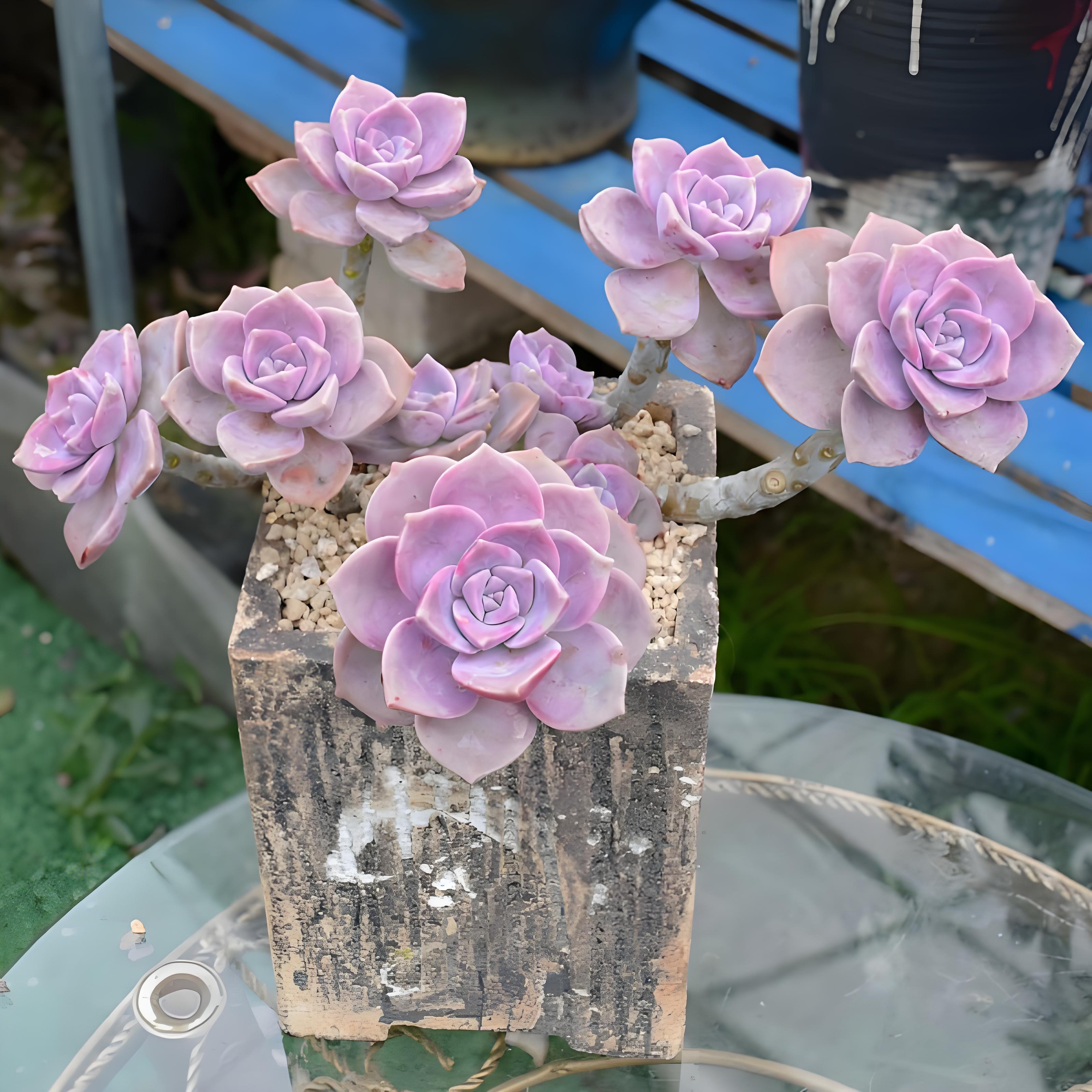 老桩紫色华丽风车多肉特价清仓