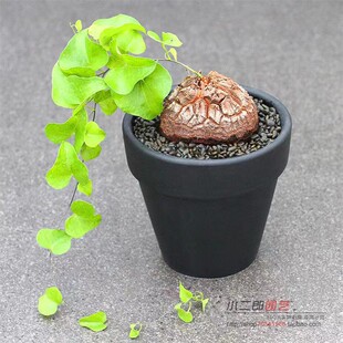 龟甲龙南非多肉植物块茎老桩爬藤奇趣室内稀有盆栽新手易养球根