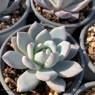 多肉植物嫦娥精品萌阳台肉办公桌阳台肉肉盆栽花卉雪天使防辐射