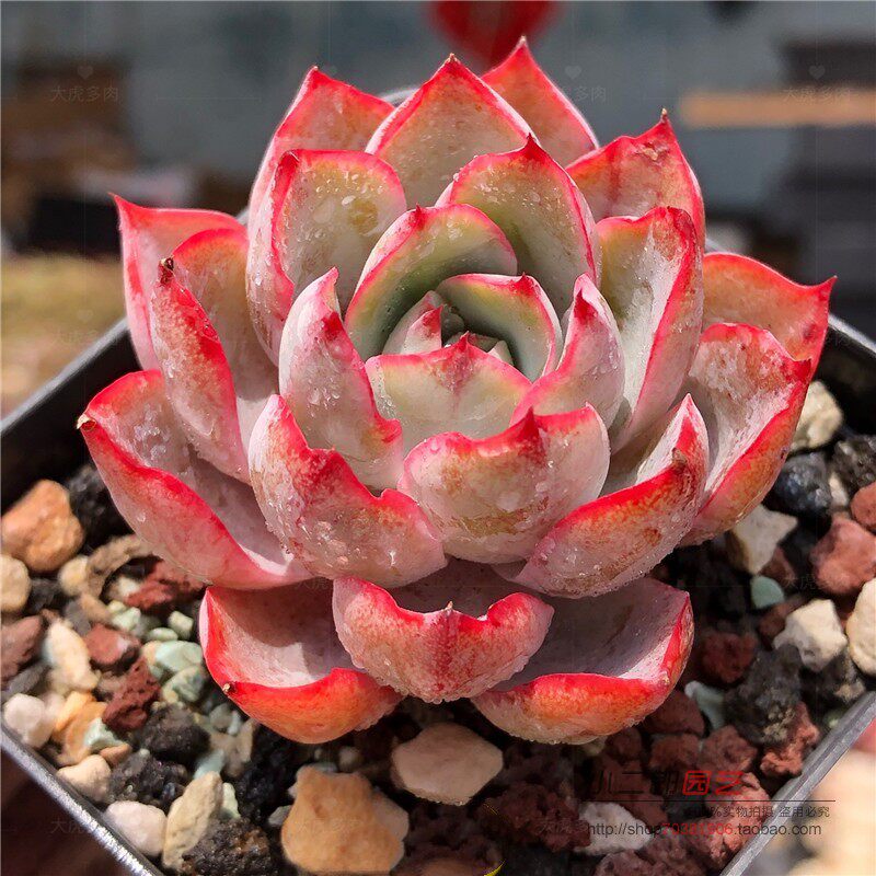 赫拉多肉植物老桩赫拉阳台好活易养肉肉水瓶座群生盆栽花卉绿植