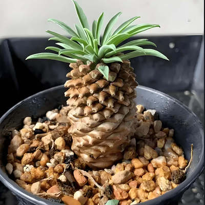 铁甲麒麟多肉植物盆栽 矮胖老桩苗铁甲丸 韩国进口块根菠萝头绿植