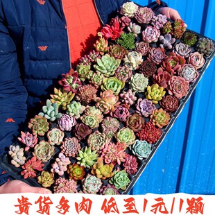 多肉植物组合小盆栽精品贵货橙梦露饺子皮恩宠奶酪肉肉满20元包邮
