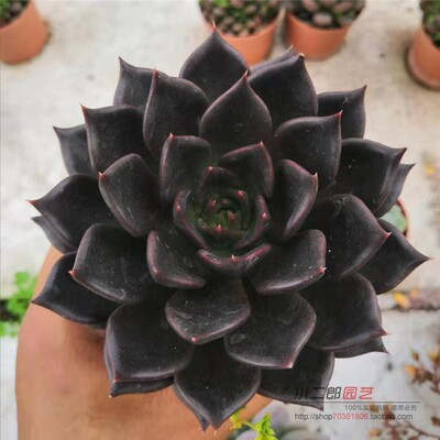 多肉植物办公室阳台净化空气