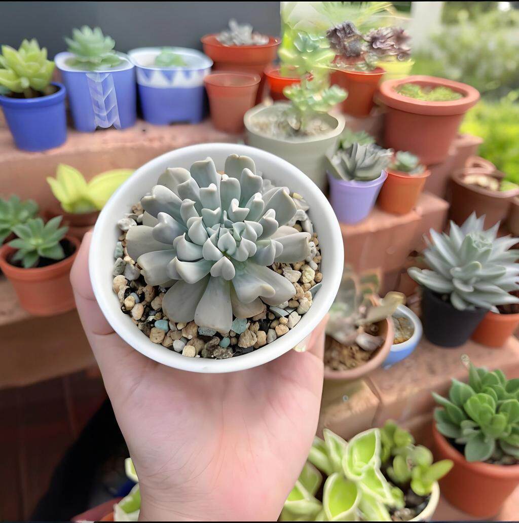 特玉莲多肉植物雪精灵阳台室内组合盆栽丘比特新手易养肉肉猪鼻子