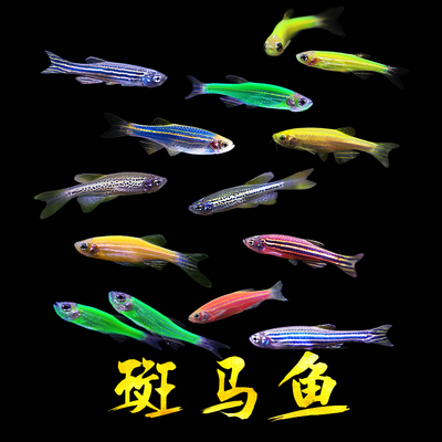生态瓶小型极火虾辣椒蟹灯科鱼