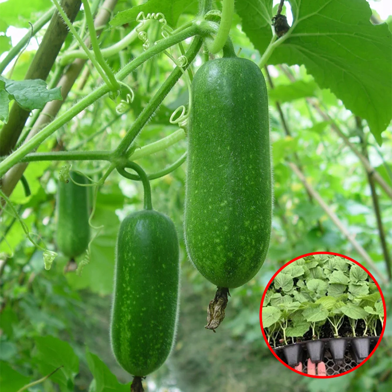 春夏秋测试推荐一件包邮