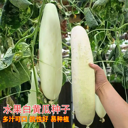 盈科春季脆甜白瓜高产