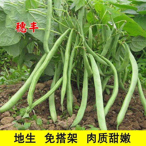 高产不搭架春夏矮生四季豆