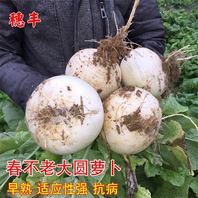 萝卜秋季特大水果种子