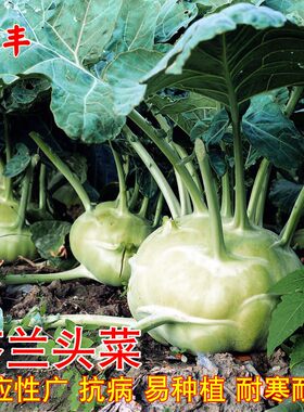 农家苤蓝疙瘩大头菜种子